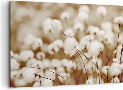 Produktbild von Bild auf Leinwand - Leinwandbild - Einteilig - Baumwolle Boho Wollig - 100x70cm - Wand Bild - Wanddeko - Wandbilder - Leinwanddruck - Bilder - Wanddekoration - Leinwand bilder - AA100x70-4850