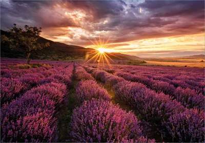 Produktbild von Wallario selbstklebendes Poster - Lavendelfeld bei Sonnenuntergang - Sonnenstrahlen, Größe: 70 x 100 cm
