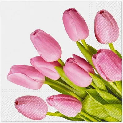 Zdjęcie produktu dla Serwetki papierowe Tulip 33 x 33 cm 20 sztuk