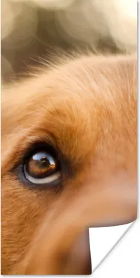 Produktbild von MuchoWow® Poster Das Glitzern im Auge des Golden Retrievers 40x80 cm - Dekoration