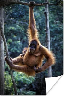 Produktbild von MuchoWow® Poster Orang-Utan und Baby hängen im Tanjung Puting National Park 40x60 cm - Plakate für die Wand - Poster Babyzimmer