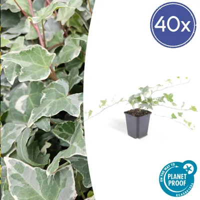 Zdjęcie produktu dla Roslina okrywowa - Bluszcz - Hedera helix 'Glacier' - Doniczka 9 cm - Zestaw 40 roslin