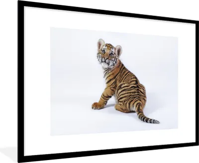 Produktbild von MuchoWow® Gerahmtes Poster Jungtier - Tiger - Tier 90x60 cm - Poster mit Schwarzem Bilderrahmen Wandposter Rahmen Foto Bilder - Wanddekoration - Fotos