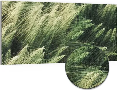 Produktbild von DEQORI Hybrid Leinwand Bild 100x50 cm 'Getreidefeldidylle' Wandbild Glas flach modern