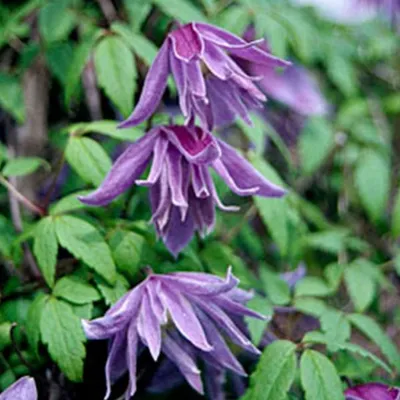 Image de 2 x Vigne des bois - Clematis Macropetala - 50-60 cm Conteneur 50-60 cm Conteneur