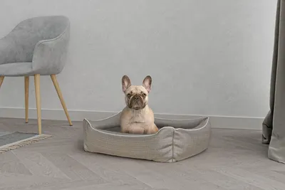 Immagine prodotto di Omgoods - Cuccia elegante per cani e gatti, in poliestere, color beige, dimensioni 62 x 50 x 17 cm
