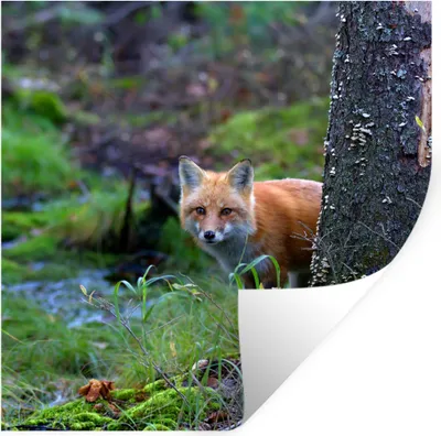 Produktbild von MuchoWow® Wandtattoo Wandsticker Wandaufkleber Fuchs - Baum - Waldtier - Herbst 50x50 cm Selbstklebend und Repositionierbar - Selbstklebend - Fototapeten