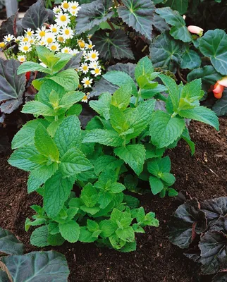 Produktbild von Mentha x piperita 'Mitcham', Pfefferminze, aromatisch, ca. 9x9 cm Topf