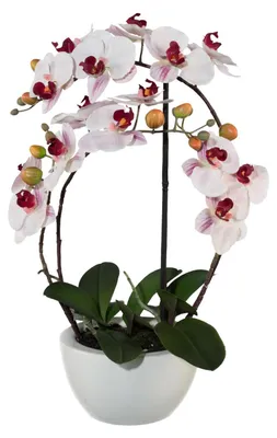 Produktbild von Kunstpflanze Phalaenopsis Höhe: 52 cm rosa