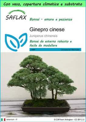 Immagine prodotto di SAFLAX Garden to go - Ginepro cinese - 30 semi - Juniperus