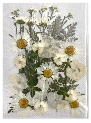 Gepresste Trockenblumen, 35 Stück, gelb, 13 x 18 cm, für Harzschmuck & DIY