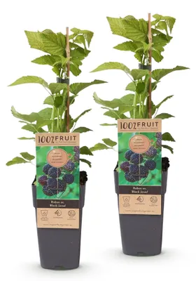 Image de Green boutiQ - Fruitplant - Rubus occ. Black Jewel - Bramenplant - Winterhard - Zwarte Braam - 2 Planten - Pot 15cm - Hoogte 50cm