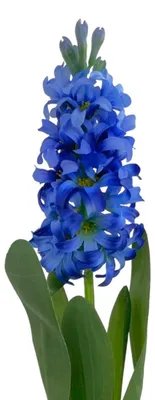 Produktbild von Künstliche Hyazinthe 44cm BLAU