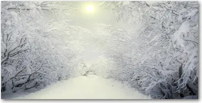 Imagen del producto de Tulup® - Cuadro sobre lienzo - 120x60 cm - Arte para la pared - Impresiones sobre lienzo - Impresión en lienzo - Paisajes - Blanco - Hermoso bosque invernal
