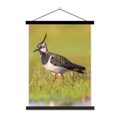 Produktbild von MuchoWow® Textilposter Vogel - Gras - Natur - Tiere - Kiebitz 40x53 cm mit schwarzem Rahmen - Abbildung