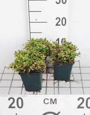 Image de 6 x Mentha cervina ( preslia cervina) - Menthe des cerfs - pot 9 x 9 cm