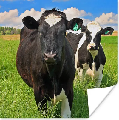 Produktbild von MuchoWow® Poster Kühe - Gras - Natur - Tiere 50x50 cm - Wohnzimmerdekoration