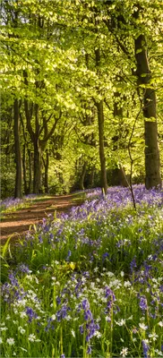 Produktbild von Türtapete Türposter Blaues Hasenglöckchen im Sommerwald - Größe: 93 x 205 cm