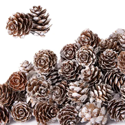 30 Mini-Tannenzapfen 3-4 cm, weiß, Naturholz, Deko