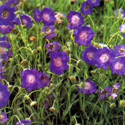 Produktbild von 6 x Große Skabiose  - Scabiosa caucasica 'Clive Greaves'  | Topf 9cm x 9cm