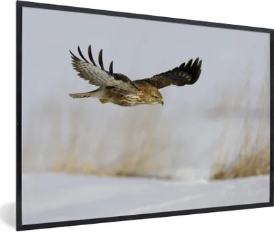 Produktbild von MuchoWow® MuchoWow® Gerahmtes Poster Bussard im Flug über verschneitem Boden in einer Winterlandschaft 60x40 cm - Poster mit zchwarzem Bilderrahmen - Printing - Wanddeko Schlafzimmer