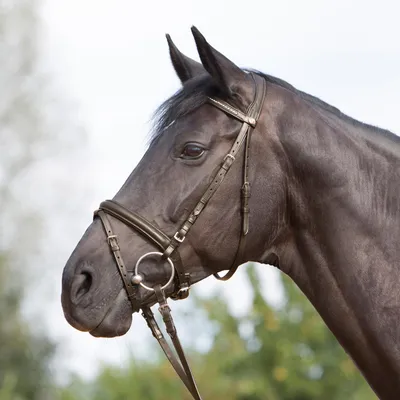 Produktbild von Kieffer Trensenzaum Ultrasoft - braun - Warmblut