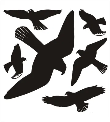 Produktbild von Warnvögel 30x30cm schwarz VE=5x1 Blatt