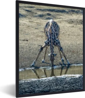 Produktbild von MuchoWow® MuchoWow® Gerahmtes Poster Giraffe - Tier - Wasser 60x80 cm - Poster mit zchwarzem Bilderrahmen - Premium - Wanddeko Wohnzimmer
