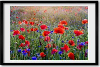Produktbild von Bild 60x40 MDF-Rahmen, Wandkunst Feldblumen