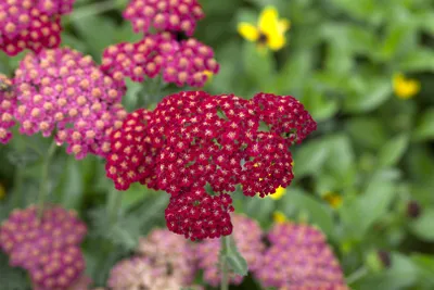 Produktbild von Achillea millefolium 'Red Velvet', Schafgarbe, rot, ca. 9x9 cm Topf