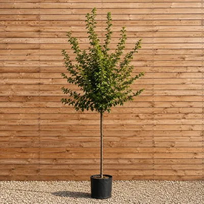 Produktbild von Feldahorn Hochstamm Elsrijk 200-250 cm, Stammumfang 8-10 cm - Acer campestre Hochstamm