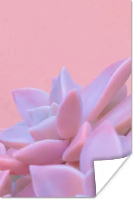 Produktbild von MuchoWow® Poster Sukkulente - Sommer - Rosa - Pflanzen 120x180 cm - Kunstposter