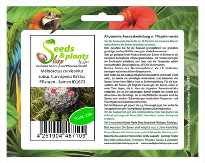 Produktbild von 10x Melocactus curvispinus subsp. Curvispinus Kaktus Pflanzen - Samen ID1673
