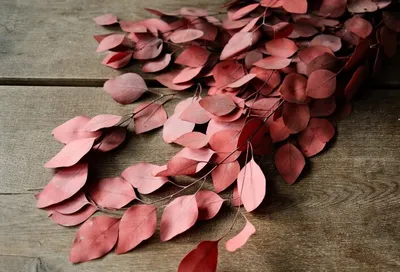 Produktbild von Eucalyptus Populus, konserviert, in Rot, im Bund, Länge ca. 60cm