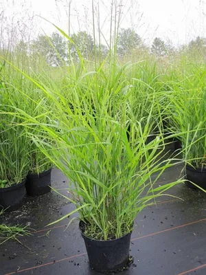 Produktbild von Panicum virgatum Hänse Herms - Rutenhirse Hänse Herms - Rotstrahlbusch