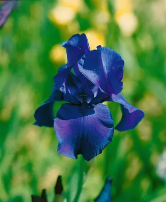 Produktbild von Iris x barb.-elat. 'Matinata', Schwertlilie, violett, ca. 11x11 cm Topf