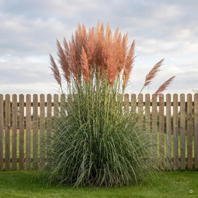 Produktbild von Stauden Gänge 10 x Cortaderia selloana 'Rosea' im 1 Liter Topf - Rosa Pampasgras 200-250 cm - Luftige Blütenwolken in sanftem Rosé