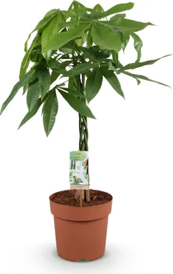 Image de Pachira Aquatica, tronc tressé, 80-90cm, 21cm, plante d'argent facile