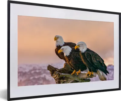 Produktbild von MuchoWow® Gerahmtes Poster Vögel - Natur - Raubvögel - Adler 60x40 cm - Poster mit Schwarzem Bilderrahmen Wandposter Rahmen Foto Bilder - Schlafzimmer - Plakat in Rahmen - Drucken