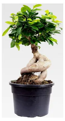 Bloomique - Ficus Ginseng - Bonsai Baum - Zimmerpflanzen -