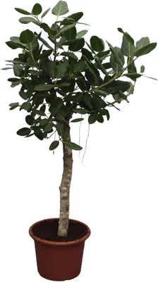 Produktbild von Ficus-Baum - 200 cm - Durchmesser 50 cm