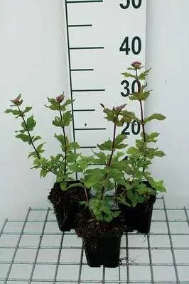 Produktbild von 6 x Eupatorium cann. 'Plenum' - Wasserdost - Topf 9 x 9 cm
