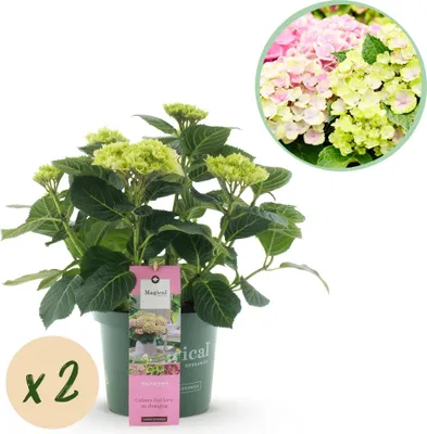 Obrázok produktu pre Hortenzie Magical Jewel Pink, ružová, 2 kusy, Hydrangea macrophylla, každý v