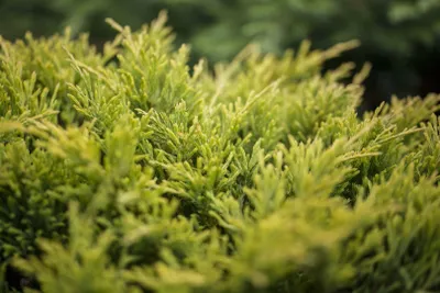 Produktbild von Juniperus horizontalis 'Limeglow', Kriech-Wacholder, gelbgrün, 20–25 cm