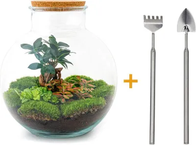 Immagine prodotto di Terrario fai da te - Bolder Bob Bonsai - ↕ 30 cm