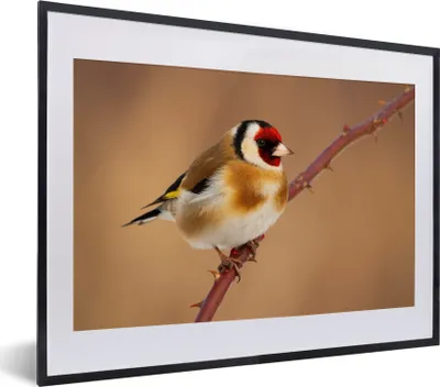 Produktbild von MuchoWow® Gerahmtes Poster Kropftaube - Vogel - Tiere 40x30 cm - Poster mit Schwarzem Bilderrahmen Wandposter Rahmen Foto Bilder - Bilderrahmen - Poster im Rahmen