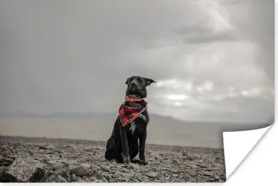Produktbild von MuchoWow® Poster Hund - Strand - Wolke 180x120 cm - Fotoplakat