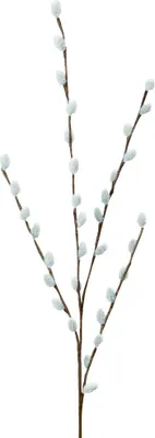 Produktbild von Dekozweig 75cm  WEIDENKÄTZCHEN