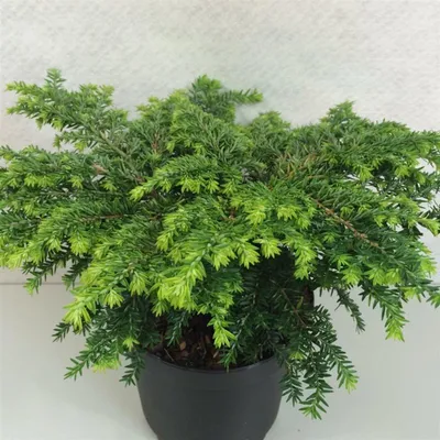 Zdjęcie produktu dla Tsuga canadensis 'Popeleski' – cyprysik karłowaty | 20–25 cm w doniczce