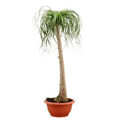 Produktbild von Elefantenfuß 160–200 cm (Beaucarnea recurvata) – Flaschenbaum Zimmerpflanze, Wasserpalme, pflegeleicht & dekorativ
